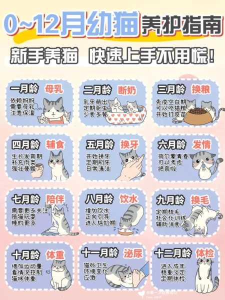 龙猫的饲养条件（龙猫的养法视频教程）