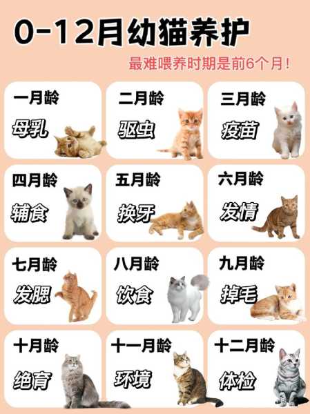 猫科学喂养（如何科学喂养猫猫）