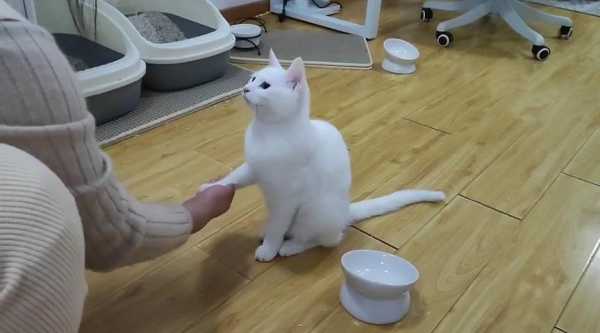 如何训练猫咪握手视频（猫怎么训练握手）