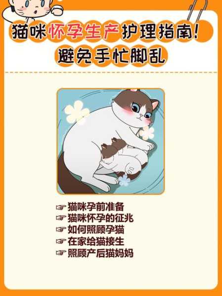 猫咪怀孕之后要注意哪些（猫咪怀孕后要注意什么）