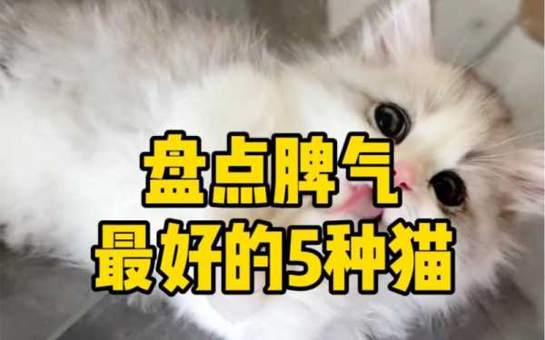 猫脾气不好怎么治（猫脾气不好咋办）