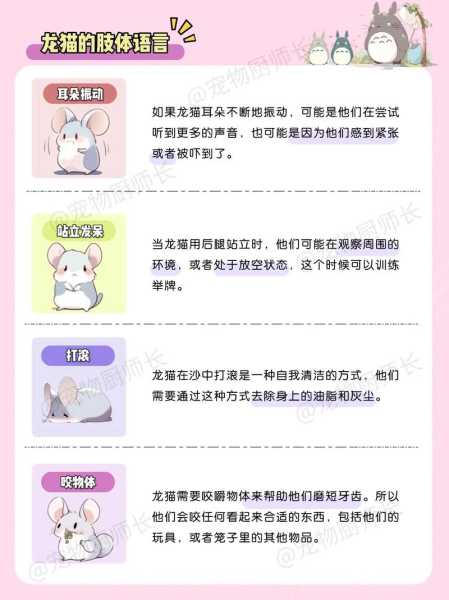 饲养龙猫成本估算公式（养龙猫的成本）