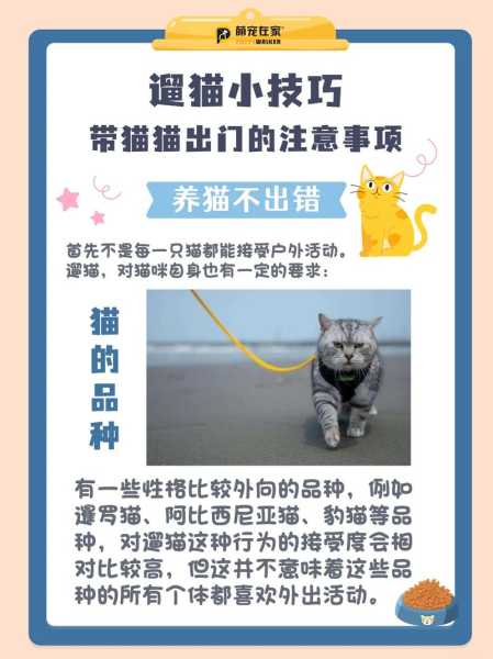 遛猫技巧（怎么才能遛猫）