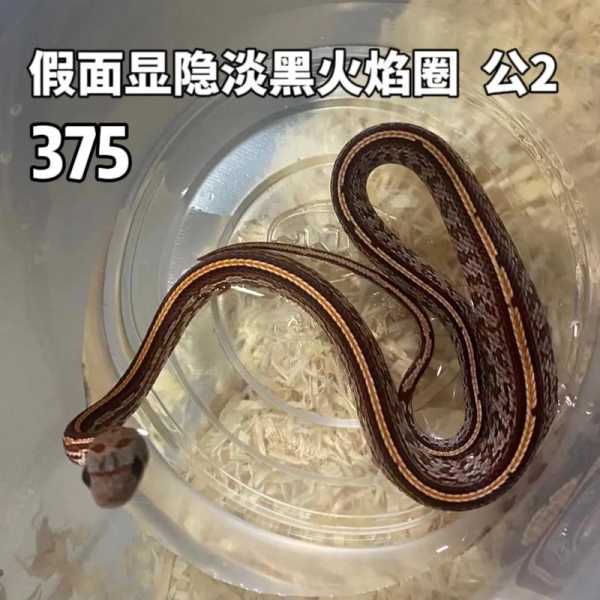 玉米蛇吐食后怎么调养（玉米蛇呕吐）