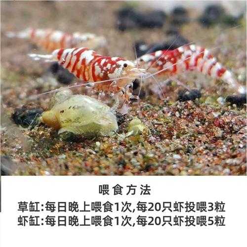 可以与虾混养的鼠鱼有哪些（鼠鱼和虾混养）