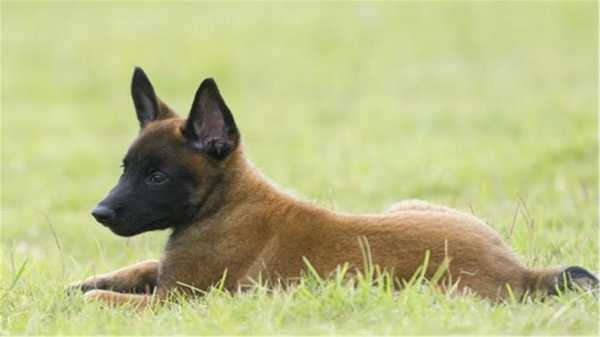 一岁的马犬胆小不听话怎么办（一岁多的马犬能养熟吗）