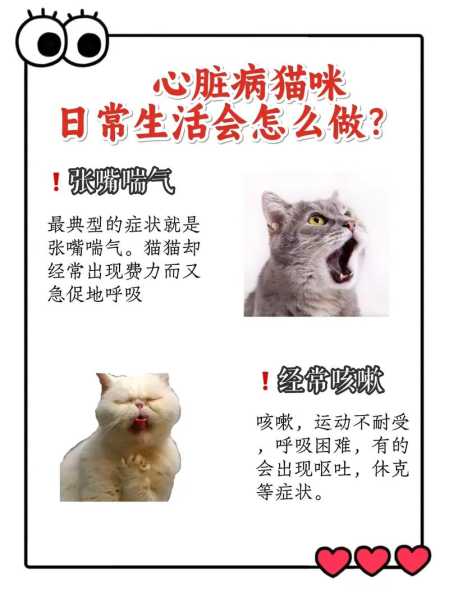 猫咪的心理疾病（猫咪心理问题）