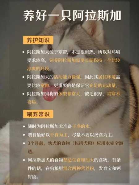 如何照顾生病的阿拉斯加犬（阿拉斯加犬病了如何护理）