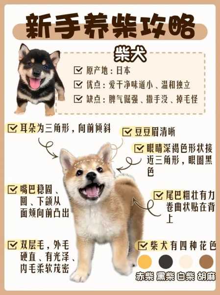 幼年柴犬的饲养方法（幼年柴犬的饲养方法有哪些）