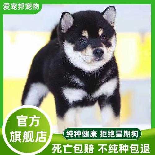 怎样养小型犬（小型犬家养）