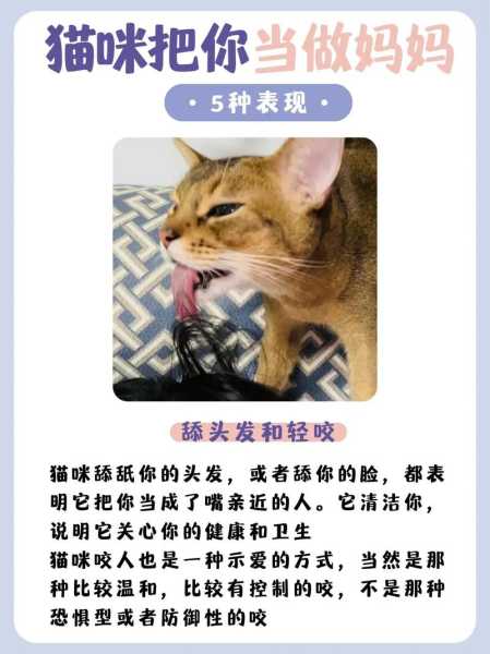 猫咪有这些行为表现时的特点（猫有哪些行为特征）