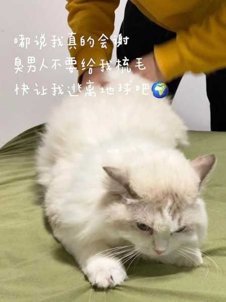 你家猫咪会拒绝梳毛吗英文（你家猫咪会拒绝梳毛吗英文怎么说）