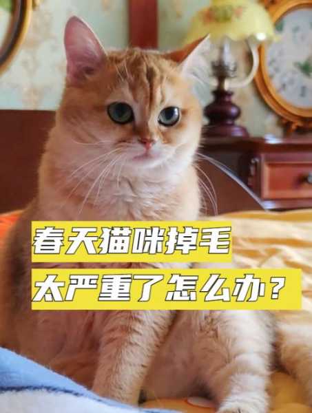 春天猫猫换毛（猫 换毛季）