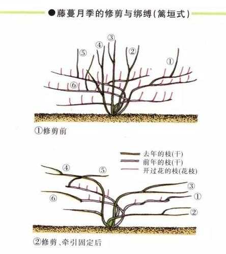 扶芳藤栽培技术图解（扶芳藤栽培技术图解）