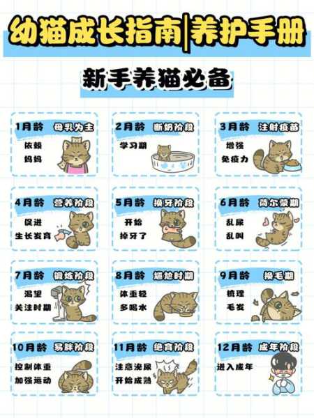 新手怎么养猫咪幼崽（该怎么养猫幼崽）