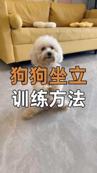 如何快速教狗狗坐下（怎么教狗坐下起来）