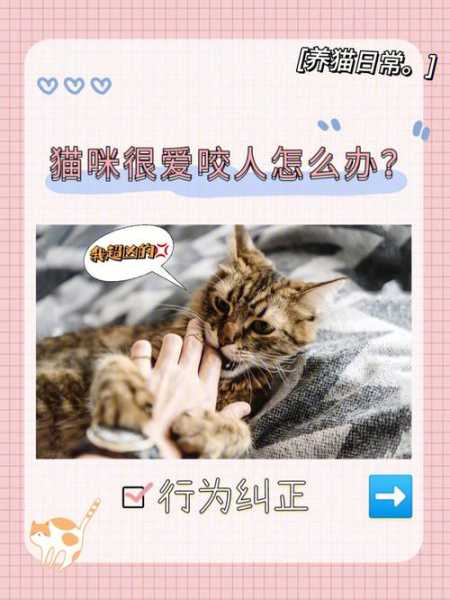 如何纠正猫咪咬人抓人的行为|猫咪纠正训练（怎么纠正猫咪咬人手）