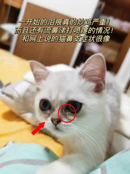 猫咪有泪痕了怎么办（猫咪有泪痕是健康的吗）