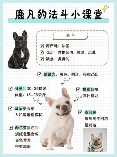 法国斗牛犬的饲养方法（法国斗牛犬的饲养方法有哪些）