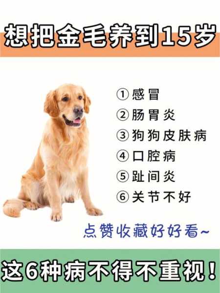 金毛为什么容易得犬瘟（金毛为什么容易得犬瘟病）