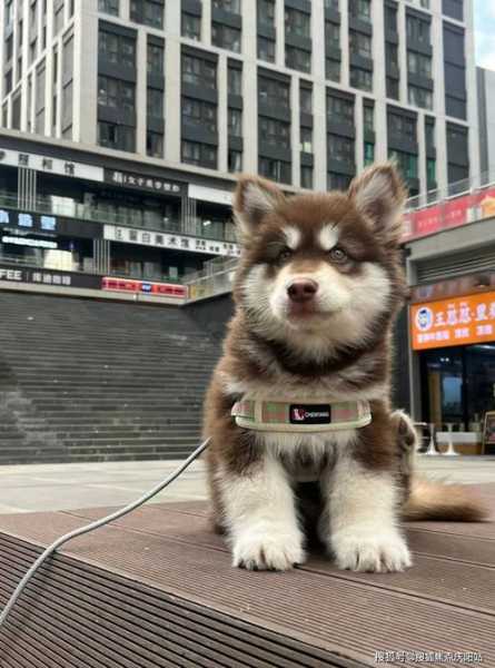 阿拉斯加雪橇犬幼崽多少钱一只（阿拉斯加犬雪橇犬多少钱一只）