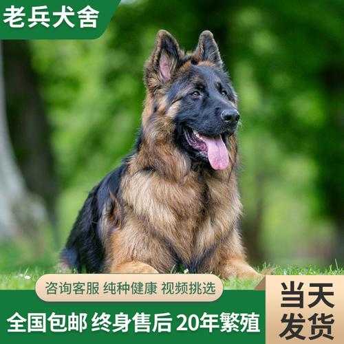 德国牧羊犬好养活吗（德国牧羊犬好处和坏处）