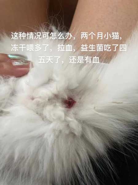 猫咪出血怎么治疗（猫咪出血怎么治疗好）