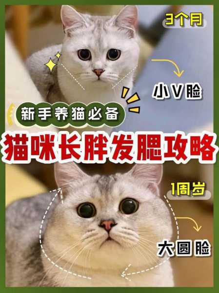 猫发腮什么意思（猫发腮是怎么回事）