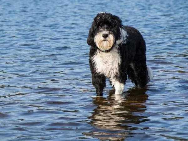 葡萄牙水犬贵不贵（葡萄牙水犬价格暴涨）