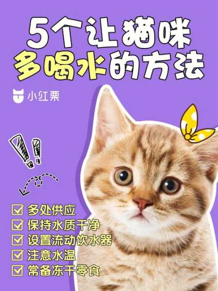 怎么可以让猫咪多喝水（怎么可以让猫咪多喝水排尿）