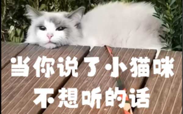 小猫为何不听你的使唤呢（猫咪为什么不听主人的话）