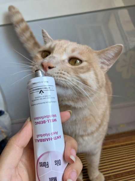 猫咪吃化毛膏和猫草对猫有害吗（猫咪吃化毛膏还是吃毛草）