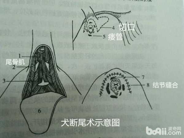 狗狗断尾品种大全及断尾图解（狗狗断尾是什么意思）