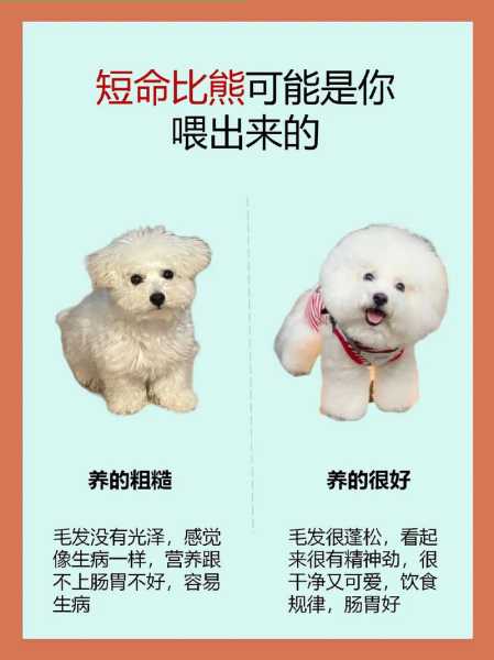 比熊犬喂养的5大误区图片（比熊犬怎么喂食才健康）