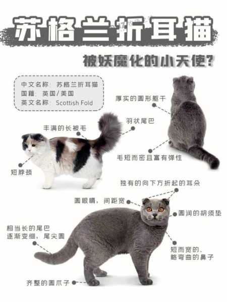 折耳猫品相鉴定（折耳猫品相鉴定方法）