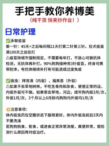 博美犬饲养照顾全攻略（博美犬饲养技巧公开）