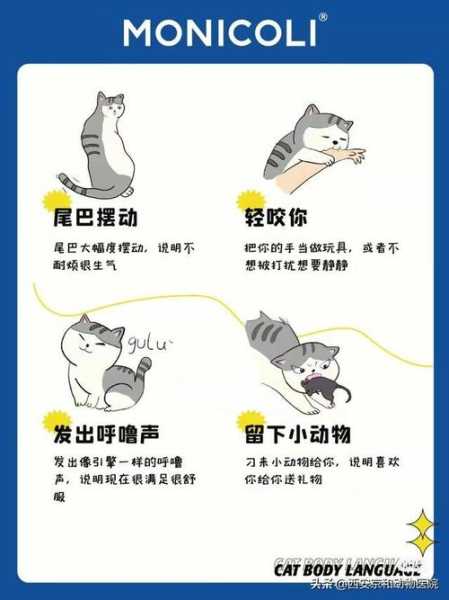 猫咪肢体语言图（猫咪肢体语言图鉴）