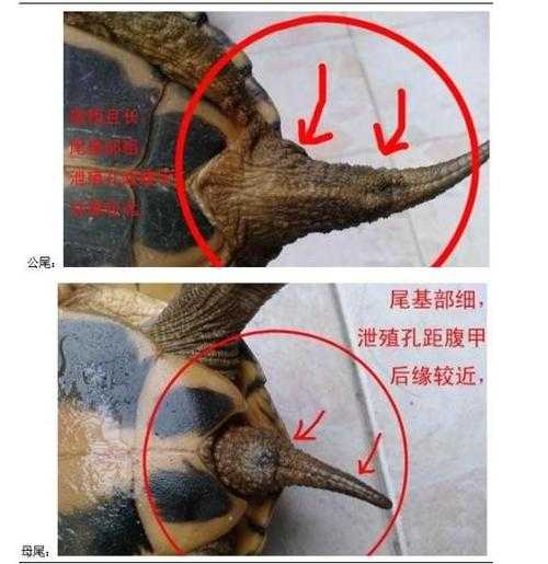 怎么分辨乌龟的公和母?（乌龟怎样分辨公和母）