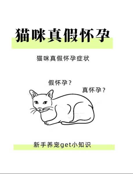 猫假怀孕是怎么回事（猫假怀孕是什么意思）