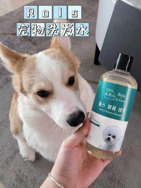 如何给瑞典柯基犬洗澡呢（给柯基怎么洗澡）