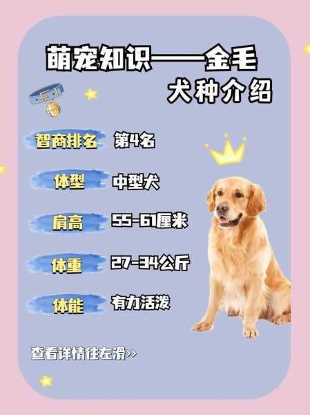 怎样选金毛犬小狗（如何选金毛小狗）