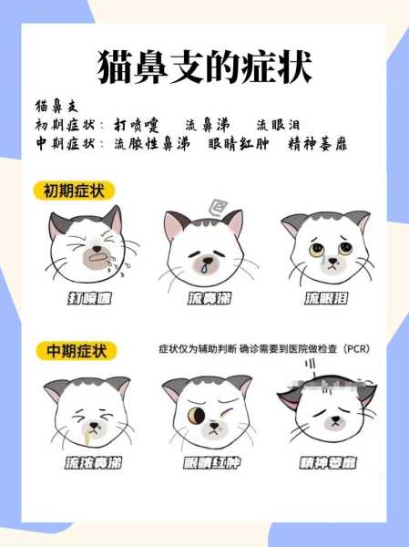 猫传染病症状（猫传染病传播途径）