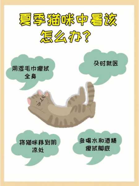 猫咪中暑时的症状及处理方法（猫咪中暑怎么处理）