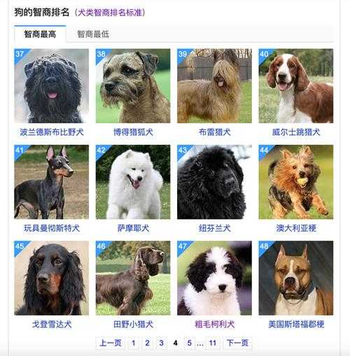 粗毛柯利犬图片（粗毛狗与细毛狗区别）