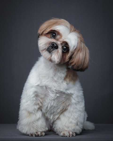 西施犬小狗（西施犬萌系造型）