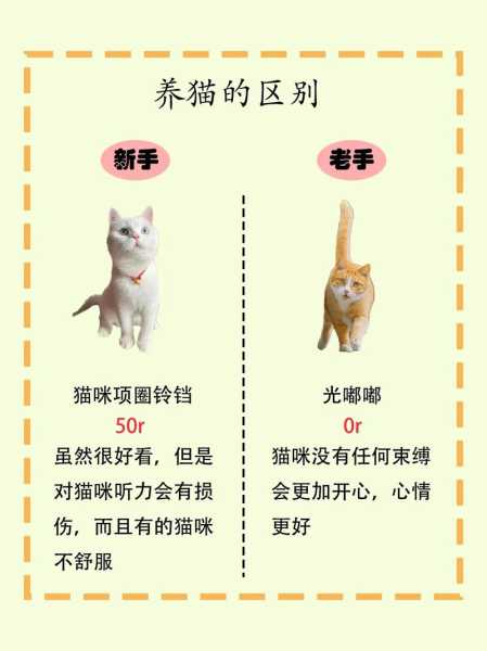 新手养猫注意啥（新手养猫注意啥事项）