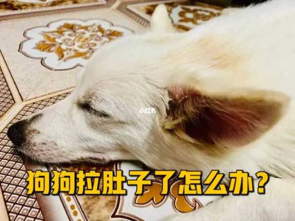 狗狗拉肚子是怎么了（狗狗拉肚子有几种情况）