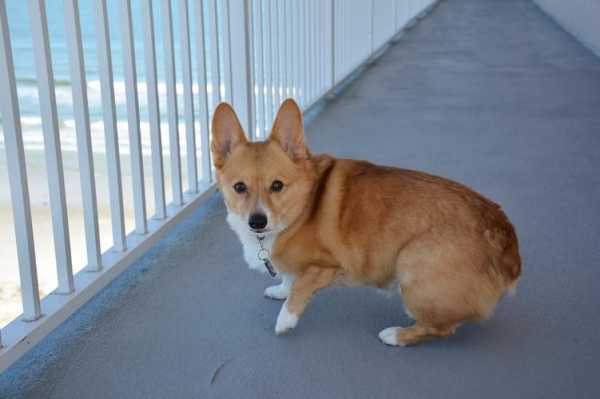 纯种柯基犬什么样（纯种柯基犬特征）