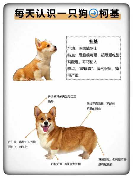 挑选柯基犬要注意什么（选柯基需要注意什么）