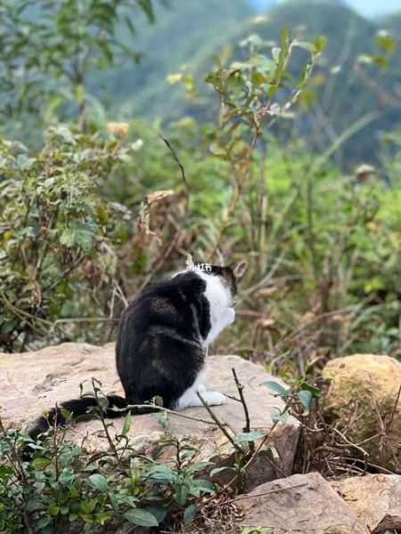 想跟猫咪一起爬山,训练多久（带猫咪爬山）